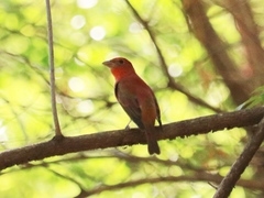 Piranga rubra