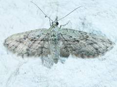 Eupithecia longidens