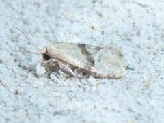Cochylis caulocatax