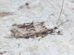 Mompha rufocristatella