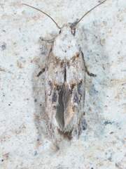 Mompha rufocristatella