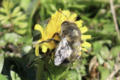 Anthophora pacifica