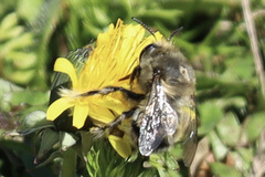 Anthophora pacifica
