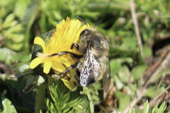 Anthophora pacifica