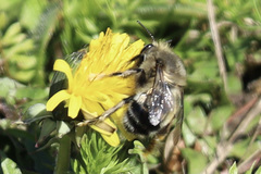Anthophora pacifica