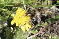 Anthophora pacifica