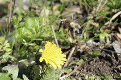 Anthophora pacifica