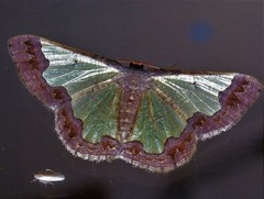 Zamarada transvisaria