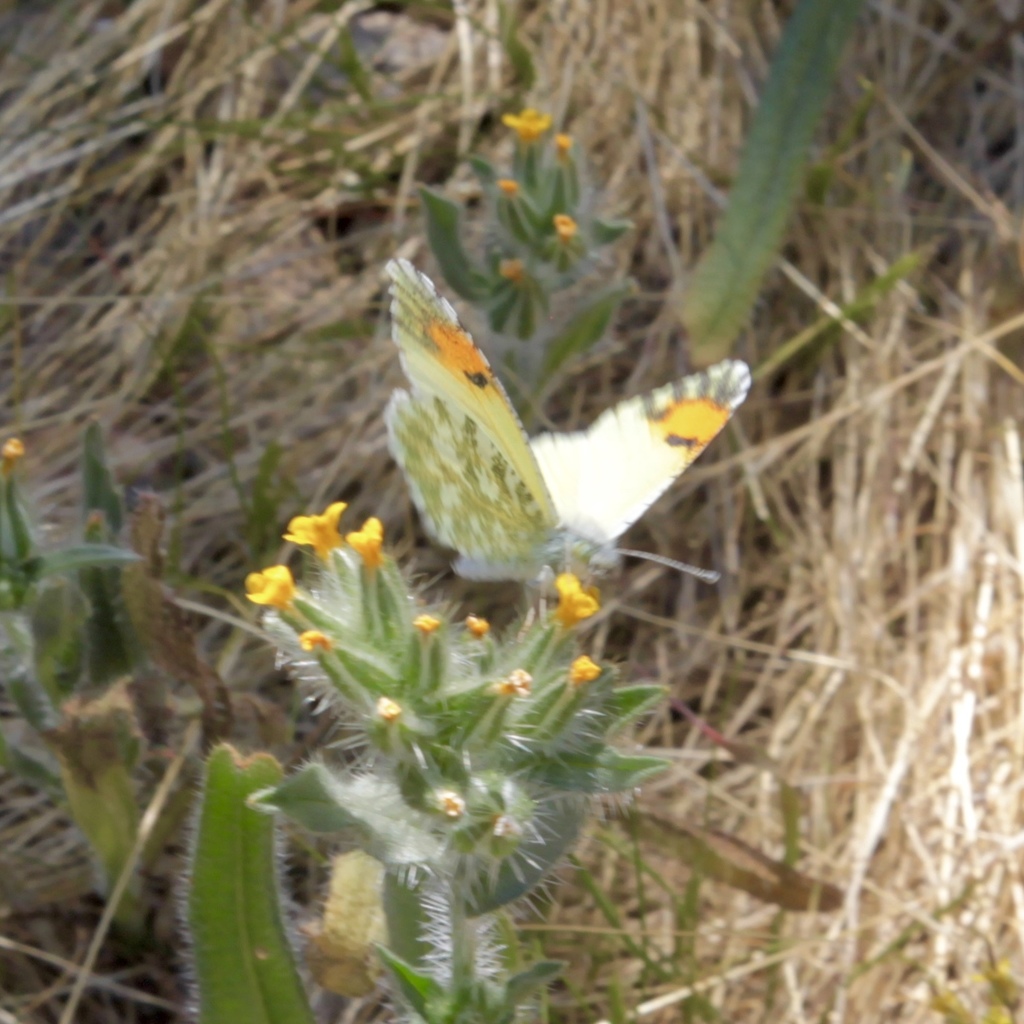 Pima Orangetip