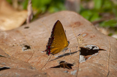 Heliophorus epicles