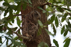 Otus senegalensis