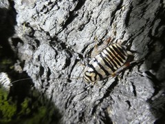 Melanozosteria triangulata