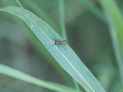 Micrathena swainsoni