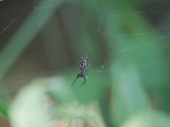Micrathena swainsoni