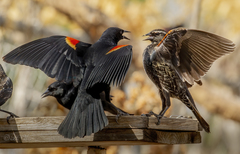 Red-Winged Blackbird photo 5