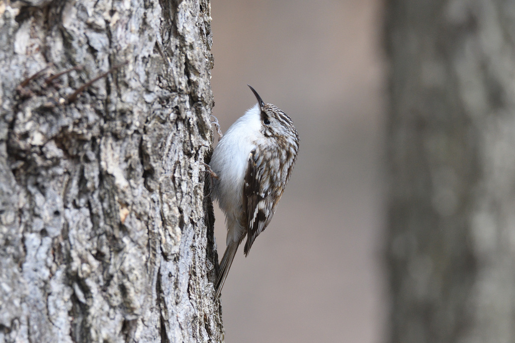 Brown Creeper