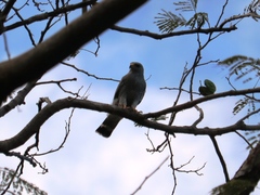 Buteo plagiatus
