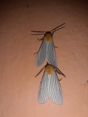 Pseudischnocampa