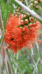 Melaleuca lateritia