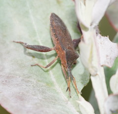 Amorbus rubiginosus