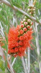 Melaleuca lateritia