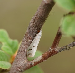 Asmicridea edwardsii