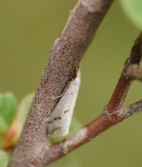 Asmicridea edwardsii