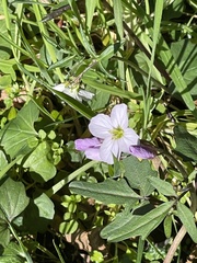 Cardamine nuttallii
