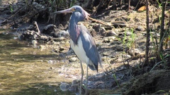 Egretta tricolor image