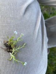Plagiobothrys humistratus