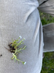 Plagiobothrys humistratus