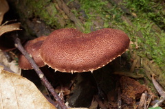 Cystodermella granulosa