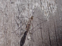 Cramptonomyia spenceri
