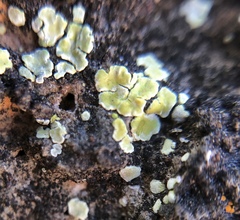 Psoraceae