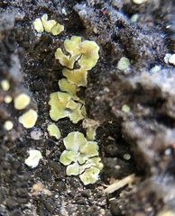 Psoraceae