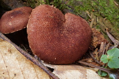 Cystodermella granulosa