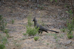 Corythaixoides concolor concolor