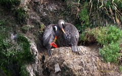 Poikilocarbo gaimardi