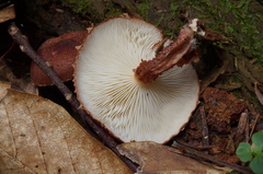 Cystodermella granulosa
