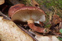 Cystodermella granulosa