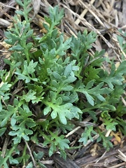 Lepidium oblongum