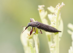 Rhinotia phoenicoptera