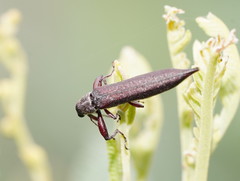 Rhinotia phoenicoptera