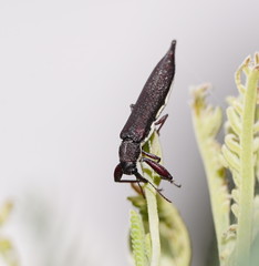 Rhinotia phoenicoptera
