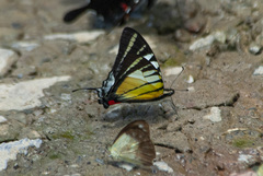 Graphium stratiotes