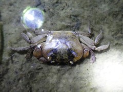 Austrothelphusa transversa