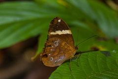 Xanthotaenia busiris