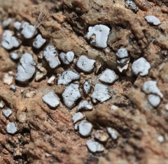 Psoraceae