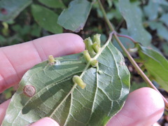 Craneiobia tuba