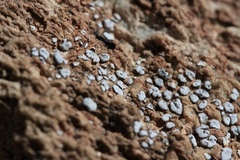 Psoraceae